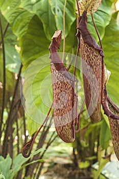 Nepenthes truncata exotic carnivorous plants