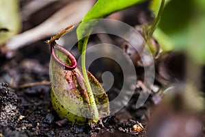 The Nepenthes is a type of insectivorous plant