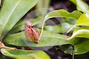 The Nepenthes is a type of insectivorous plant