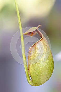 The Nepenthes is a type of insectivorous plant