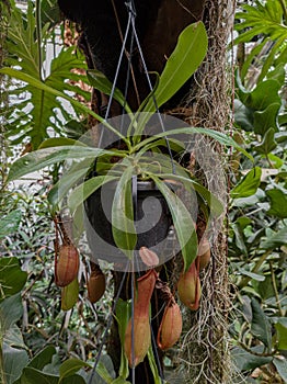 Nepenthes ventrata, a carnivorous plant