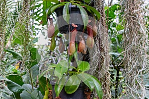 Nepenthes ventrata, a carnivorous plant