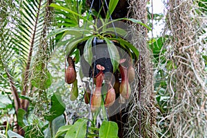 Nepenthes ventrata, a carnivorous plant