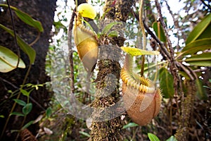 Nepenthes villosa also known as monkey pitcher plant photo