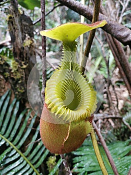 Nepenthes Villosa also known as monkey pitcher plant species at Mount Kinabalu, Sabah Borneo rainforest.