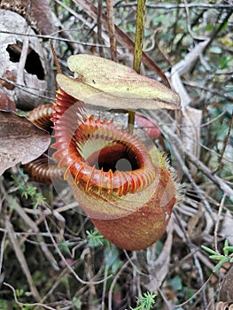 Nepenthes Villosa also known as monkey pitcher plant species at Mount Kinabalu, Sabah Borneo rainforest.