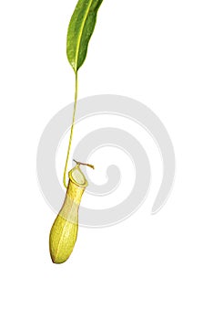 Nepenthes were placed on a white background