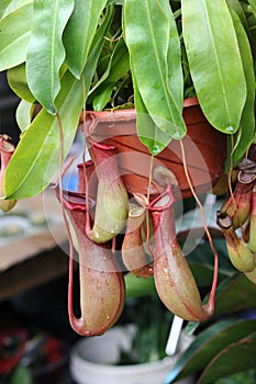 Nepenthes