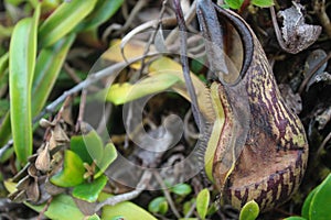 A group of nepenthes, commonly known as tropical pitcher plants photo
