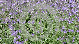 Nepeta cataria or catmint flowers.