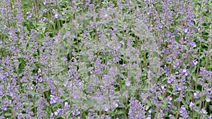 Nepeta cataria or catmint flowers.
