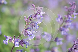Nepeta cataria.
