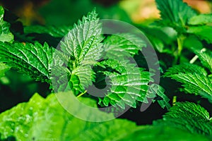 Nepeta cataria, commonly known as catnip, catswort, catwort, and catmint.