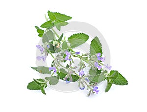 Nepeta cataria, commonly known as catnip, catswort, catwort, and catmint. Isolated on white background.