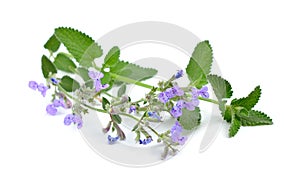 Nepeta cataria, commonly known as catnip, catswort, catwort, and catmint. Isolated on white background.