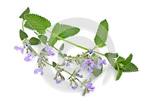 Nepeta cataria, commonly known as catnip, catswort, catwort, and catmint. Isolated on white background.