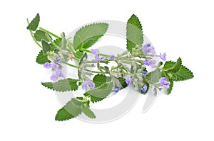Nepeta cataria, commonly known as catnip, catswort, catwort, and catmint. Isolated on white background.