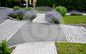 Nepeta faassenii blue sage plants along the sidewalk made interlocking concrete tiles paving crossing with asphalt street