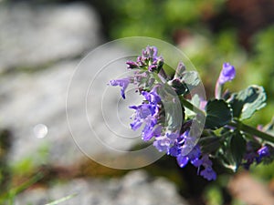 Nepeta faassenii catmint, Faassen`s catnip in full bloom