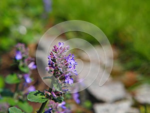 Nepeta faassenii catmint, Faassen`s catnip in full bloom