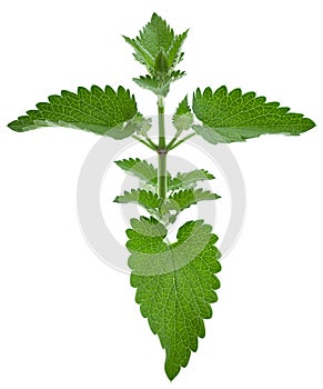 Nepeta herb leaf closeup