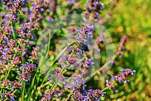 Nepeta Little Titch. Close-up of a flowering catnip plant in a garden photo