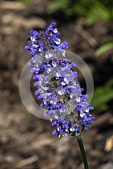 Nepeta nervosa `Blue Moon` photo