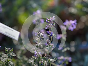 Nepeta Racemosa, Ornamental Perennial Plant in the Family of Lamiaceae
