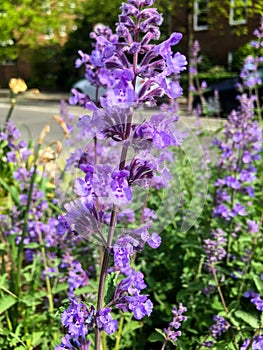 Nepeta Ã— faassenii, also known as catmint and Faassen`s catnip