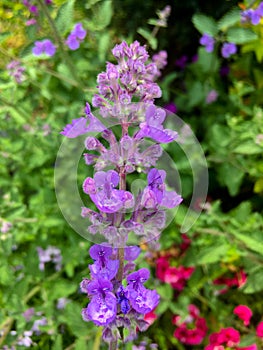 Nepeta Ã— faassenii, also known as catmint and Faassen`s catnip