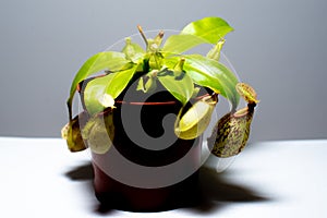 Nephentes Alata, carnivorous plant bug trap, monkey jar photo