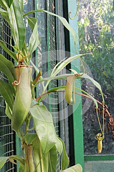 Nephentes tropical pitcher plant details photo,Nepenthes mirabilis, Asian species, Introduced species photo