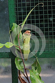 Nephentes ropical pitcher plant details photo,Nepenthes mirabilis, Asian species, Introduced species photo