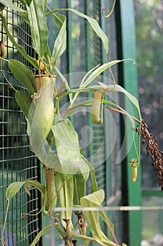 Nephentes carnivore plant details background,Nepenthes mirabilis, Asian species, Introduced species photo