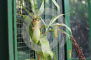 Nephentes carnivore plant details background,Nepenthes mirabilis, Asian species, Introduced species photo