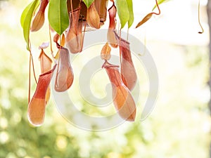 Nephentes carnivorous plant close up photo