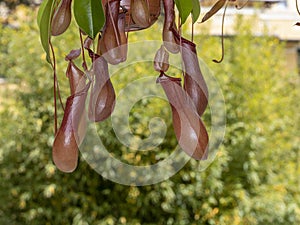 Nephentes carnivorous plant close up photo