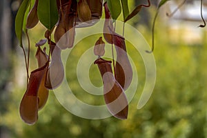 Nephentes carnivorous plant close up photo