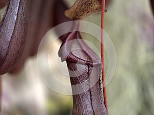 Nephentes carnivorous plant close up photo