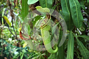 Nephentes carnivorous plant photo