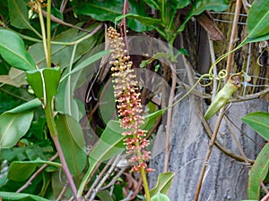 The long flower of a Nephentes mirabilis plant photo