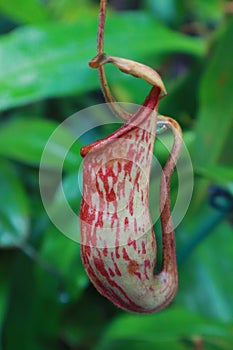 Nephentes Mirabilis Carnivorous Picher Plant photo
