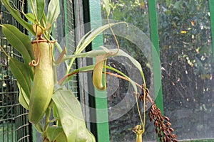 Nephentes ropical pitcher plant details photo,Nepenthes mirabilis, Asian species, Introduced species photo