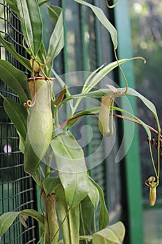 Nephentes ropical pitcher plant details photo,Nepenthes mirabilis, Asian species, Introduced species photo