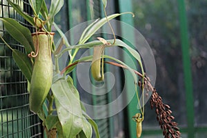 Nephentes ropical pitcher plant details photo,Nepenthes mirabilis, Asian species, Introduced species photo