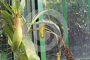 Nephentes ropical pitcher plant details photo,Nepenthes mirabilis, Asian species, Introduced species