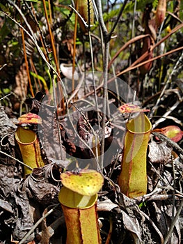 Nephentes sp. Nepenthes, sp.(Tropical pitcher plant, Kantong semar) Nepenthaceae. photo
