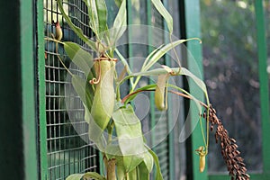 Nephentes tropical carnivore pitcher plantphoto,Nepenthes mirabilis, Asian species, Introduced species photo