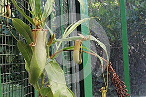 Nephentes tropical carnivore pitcher plantphoto,Nepenthes mirabilis, Asian species, Introduced species photo