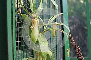 Nephentes tropical carnivore pitcher plantphoto,Nepenthes mirabilis, Asian species, Introduced species